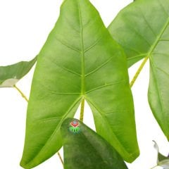 Alocasia Zebrina Tiger - Fil Kulağı Bitkisi -70+ cm Yükseklik-14 cm Saksıda