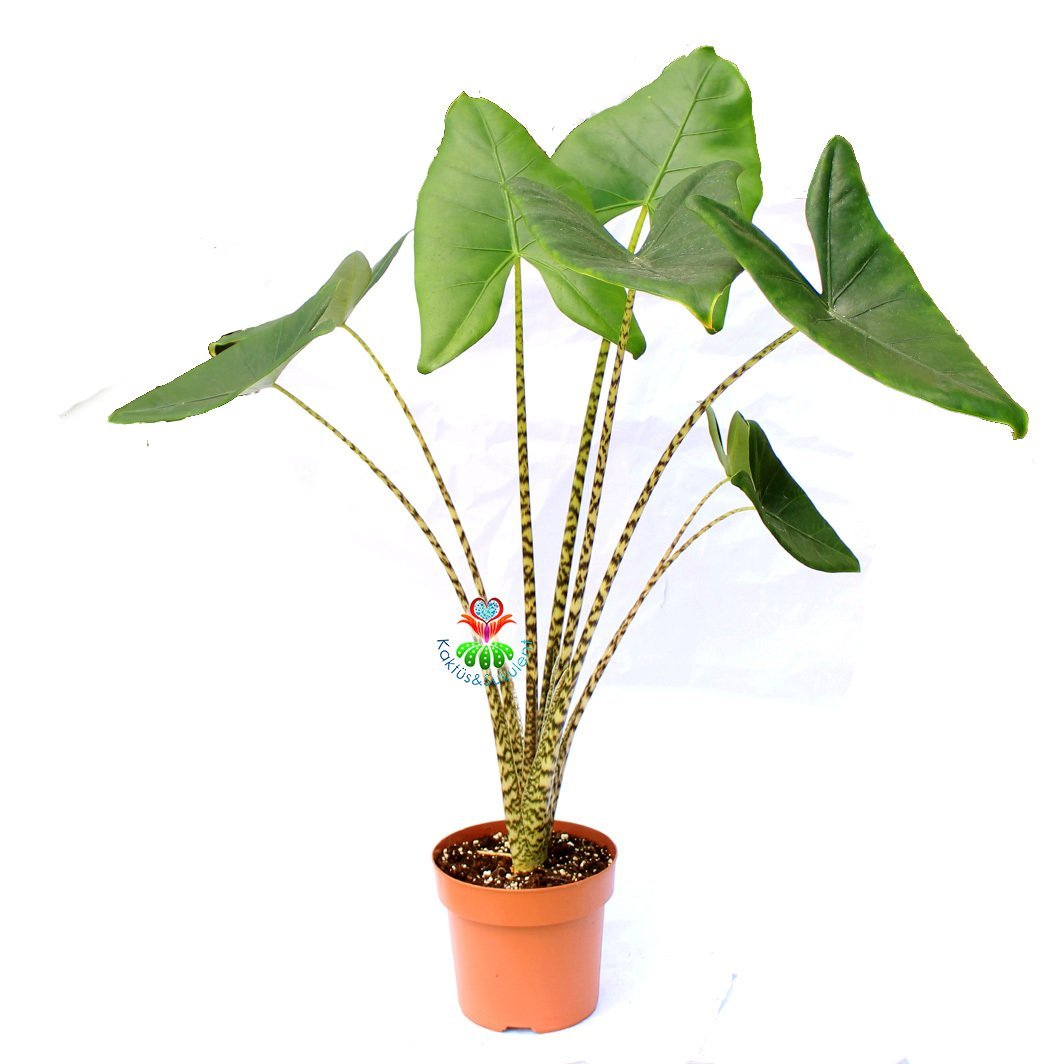 Alocasia Zebrina Tiger - Fil Kulağı Bitkisi -70+ cm Yükseklik-14 cm Saksıda