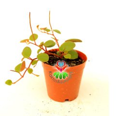 Sukulent, Chique Pilea Glauca Minik Canlı Renk Yapraklı Sarkan Tür 5,5 cm Saksıda-Teraryum,