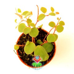 Sukulent, Chique Pilea Glauca Minik Canlı Renk Yapraklı Sarkan Tür 5,5 cm Saksıda-Teraryum,