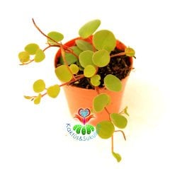 Sukulent, Chique Pilea Glauca Minik Canlı Renk Yapraklı Sarkan Tür 5,5 cm Saksıda-Teraryum,