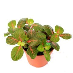 Alocasia Zebrina Tiger - Fil Kulağı Bitkisi -70+ cm Yükseklik-14 cm Saksıda