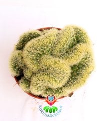 Beyin Kaktüs, Mammillaria Elongata Cristata- 12 cm saksıda-Büyük Boy-Teraryum, Sukulent