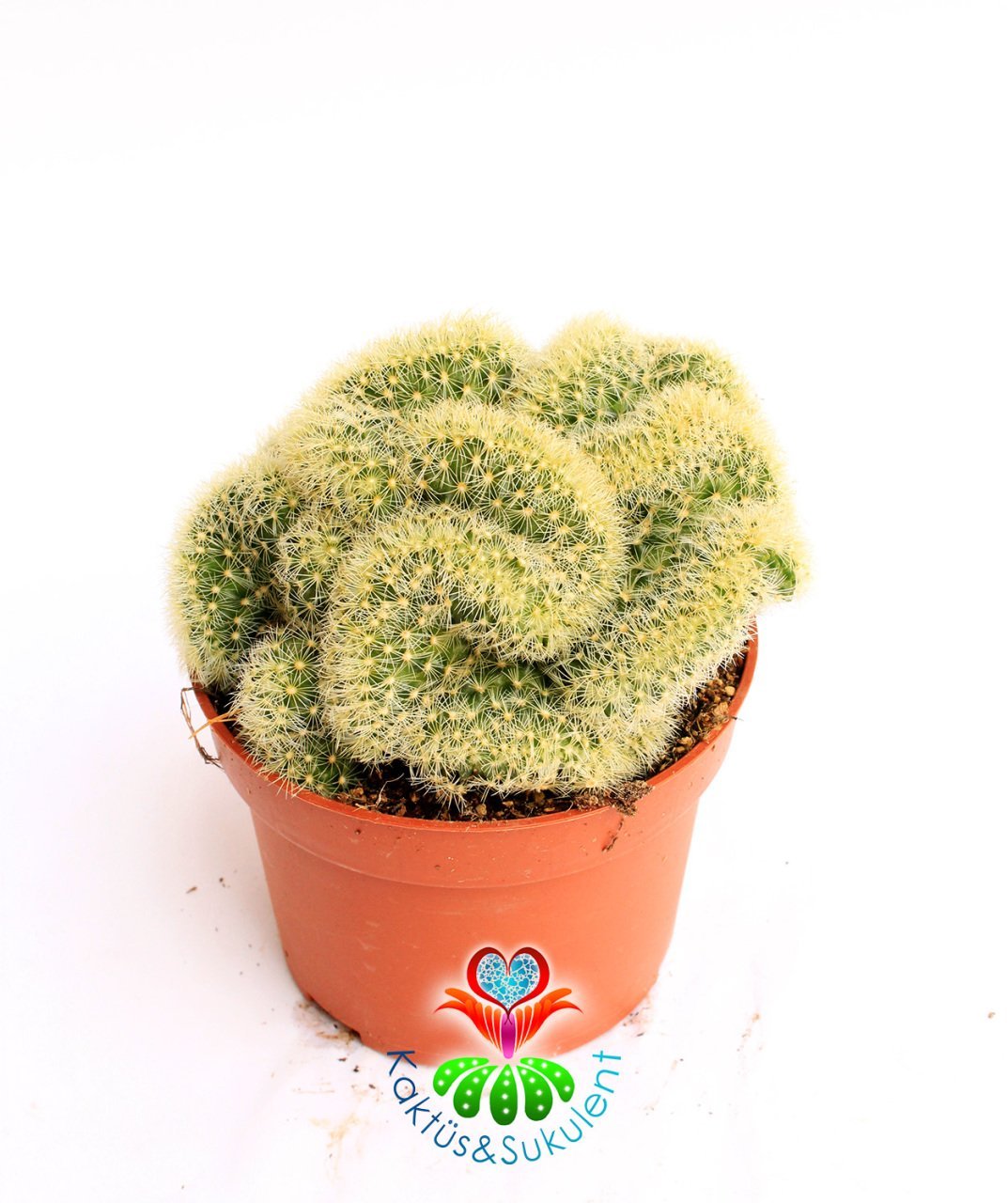 Beyin Kaktüs, Mammillaria Elongata Cristata- 12 cm saksıda-Büyük Boy-Teraryum, Sukulent