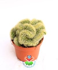 Beyin Kaktüs, Mammillaria Elongata Cristata- 12 cm saksıda-Büyük Boy-Teraryum, Sukulent