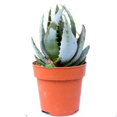 Aloe Aculeata-Dikenli Açık Mavi  Sukulent-8,5 cm Saksıda