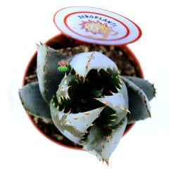 Aloe Aculeata-Dikenli Açık Mavi  Sukulent-8,5 cm Saksıda
