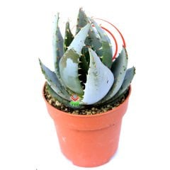 Aloe Aculeata-Dikenli Açık Mavi  Sukulent-8,5 cm Saksıda