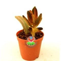 Çikolata Rengi Sukulent, Kalanchoe Tomentosa Rubra -Nadir Tür- 5,5 cm saksıda-Teraryum, Kaktüs