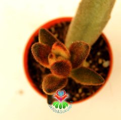 Çikolata Rengi Sukulent, Kalanchoe Tomentosa Rubra -Nadir Tür- 5,5 cm saksıda-Teraryum, Kaktüs