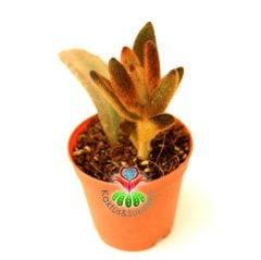 Çikolata Rengi Sukulent, Kalanchoe Tomentosa Rubra -Nadir Tür- 5,5 cm saksıda-Teraryum, Kaktüs