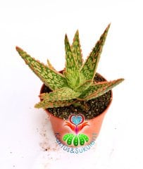 Sukulent,Aloe Hybrid cv. Tarrington -Nadir Tür-Büyük Boy- 8 cm saksıda-Teraryum, Kaktus,Çiçek,Alöe