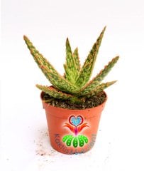 Sukulent,Aloe Hybrid cv. Tarrington -Nadir Tür-Büyük Boy- 8 cm saksıda-Teraryum, Kaktus,Çiçek,Alöe