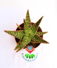 Sukulent,Aloe Hybrid cv. Tarrington -Nadir Tür-Büyük Boy- 8 cm saksıda-Teraryum, Kaktus,Çiçek,Alöe