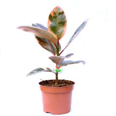 Ficus Elastica 'Belize' - Renkli Yapraklı Kauçuk Bitkisi-25cm Yükseklik 12 cm Saksıda