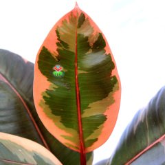 Ficus Elastica 'Belize' - Renkli Yapraklı Kauçuk Bitkisi-25cm Yükseklik 12 cm Saksıda