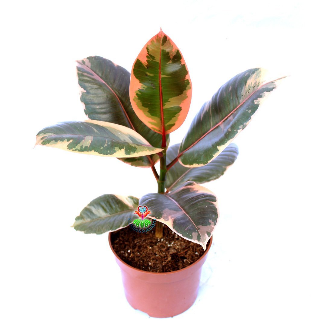 Ficus Elastica 'Belize' - Renkli Yapraklı Kauçuk Bitkisi-25cm Yükseklik 12 cm Saksıda