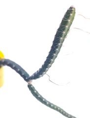 Gecenin Kraliçesi, Selenicereus sp. Queen of the Night - Nadir Tür, Beyaz Çiçek Açar-5,5 cm Saksıda