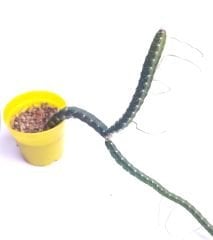 Gecenin Kraliçesi, Selenicereus sp. Queen of the Night - Nadir Tür, Beyaz Çiçek Açar-5,5 cm Saksıda