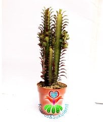 Euphorbia Trigona Rubra Bordo Renk -10,5 cm Saksıda cm 20-25 cm Uzunluk-Teraryum,Kaktüs, Succulent