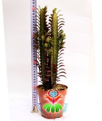 Euphorbia Trigona Rubra Bordo Renk -10,5 cm Saksıda cm 20-25 cm Uzunluk-Teraryum,Kaktüs, Succulent