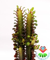 Euphorbia Trigona Rubra Bordo Renk -10,5 cm Saksıda cm 20-25 cm Uzunluk-Teraryum,Kaktüs, Succulent