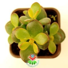 Feng Shui, Crassula Ovata -Küçük Yapraklı Para Ağacı,Şans,Uğur Ağacı 8 cm saksıda-Jade Plant, Sukukent