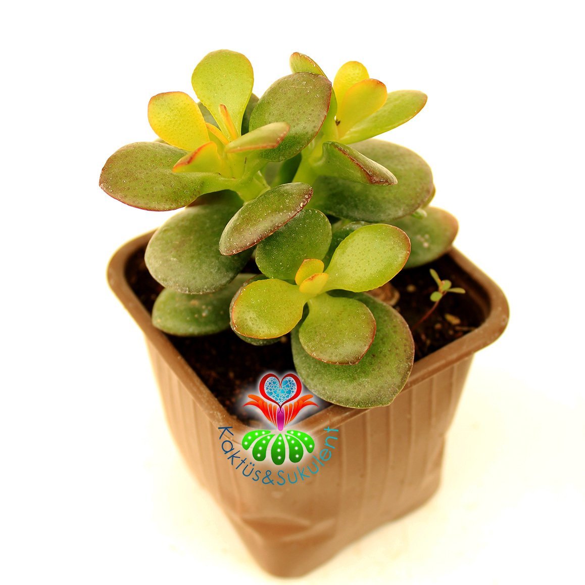 Feng Shui, Crassula Ovata -Küçük Yapraklı Para Ağacı,Şans,Uğur Ağacı 8 cm saksıda-Jade Plant, Sukukent