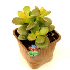 Feng Shui, Crassula Ovata -Küçük Yapraklı Para Ağacı,Şans,Uğur Ağacı 8 cm saksıda-Jade Plant, Sukukent