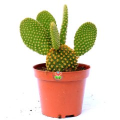 Opuntia Microdasys -Sarı Nokta Dikenli Tavşan Kaktüs-8,5cm Saksıda