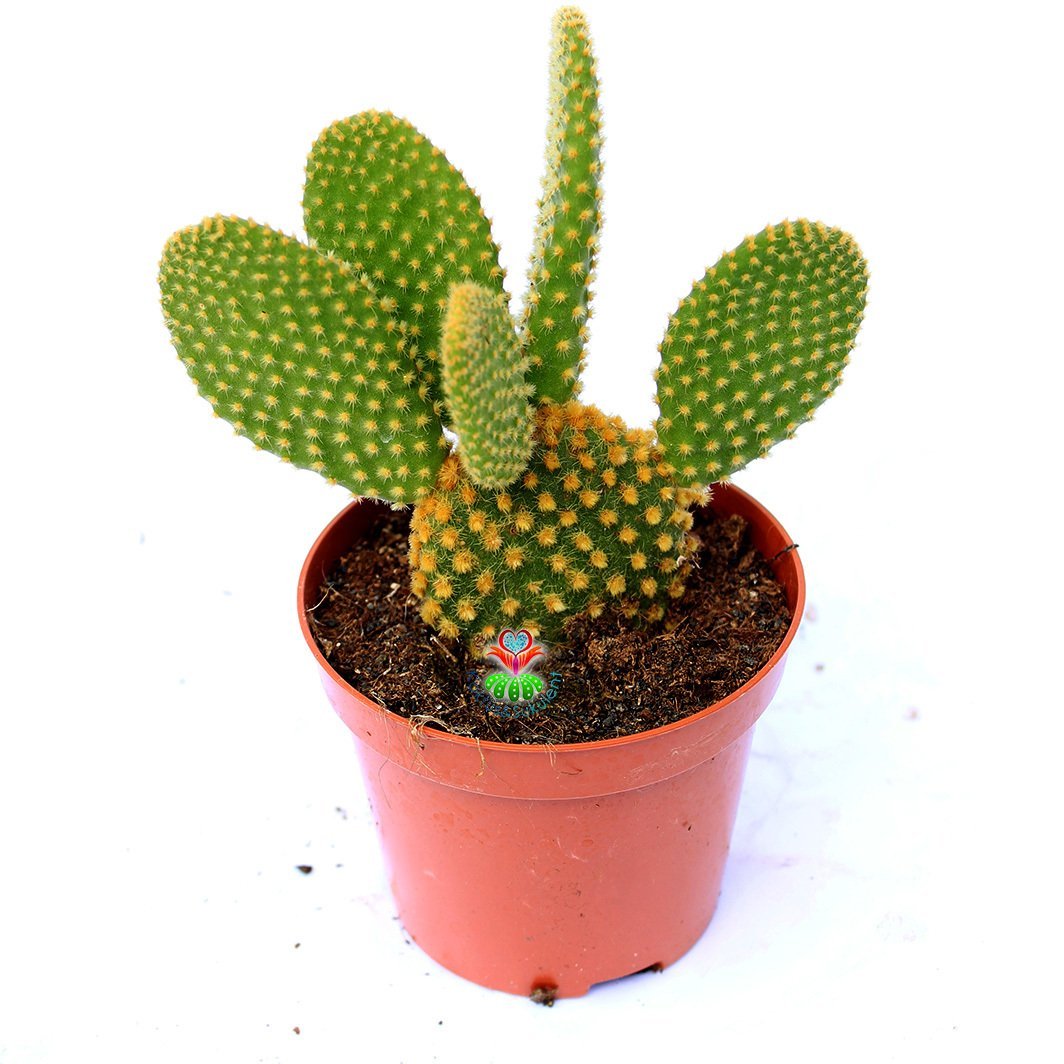 Opuntia Microdasys -Sarı Nokta Dikenli Tavşan Kaktüs-8,5cm Saksıda