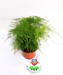 Kuşkonmaz Ağacı Bitkisi-Asparagus Plumosus -Salon Tülü -Mükemmel Salon Çiçeği- 10 cm Saksıda -1 Saksıda Onlarca Kök