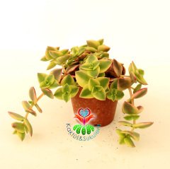 Sukulent, Crassula Marginalis ''Variegata'' Renkli Yapraklı Sarkıcı Tür 5,5 cm Saksıda