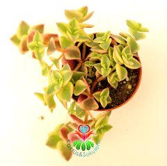 Sukulent, Crassula Marginalis ''Variegata'' Renkli Yapraklı Sarkıcı Tür 5,5 cm Saksıda