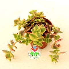 Sukulent, Crassula Marginalis ''Variegata'' Renkli Yapraklı Sarkıcı Tür 5,5 cm Saksıda