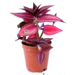 Tradescantia Zebrina ''Purple Tinge''-Koyu Pembe Yapraklı Telgraf Çiçeği -5,5 cm Saksıda