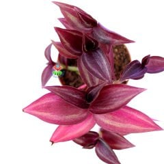 Tradescantia Zebrina ''Purple Tinge''-Koyu Pembe Yapraklı Telgraf Çiçeği -5,5 cm Saksıda