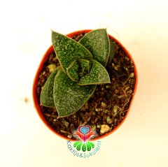 Sukulent, Gasteria Liliputana -Parlak Koyu Renk Yapraklı Beyaz Desenli  5,5 cm Saksıda