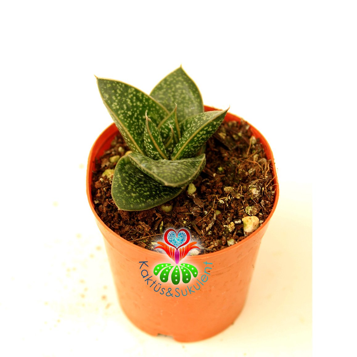Sukulent, Gasteria Liliputana -Parlak Koyu Renk Yapraklı Beyaz Desenli  5,5 cm Saksıda