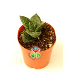 Sukulent, Gasteria Liliputana -Parlak Koyu Renk Yapraklı Beyaz Desenli  5,5 cm Saksıda