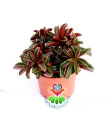 Sukulent,Peperomia Graveolens -Dikey Çift Renk Yapraklı- 10,5 cm saksıda