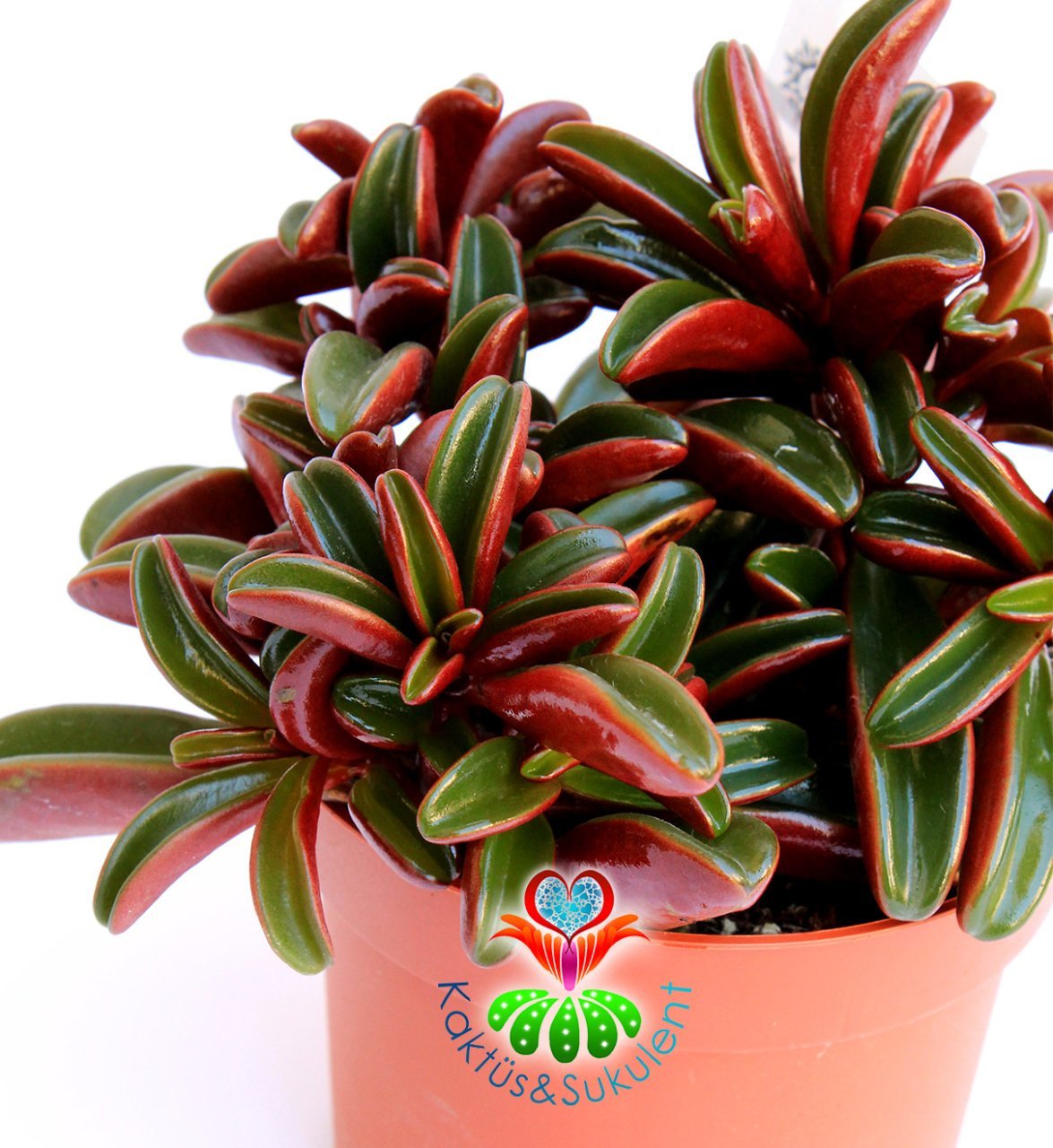 Sukulent,Peperomia Graveolens -Dikey Çift Renk Yapraklı- 10,5 cm saksıda