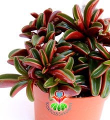 Sukulent,Peperomia Graveolens -Dikey Çift Renk Yapraklı- 10,5 cm saksıda