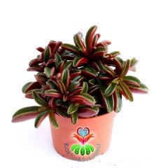 Sukulent,Peperomia Graveolens -Dikey Çift Renk Yapraklı- 10,5 cm saksıda