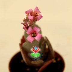 Sukulent, Kalanchoe Pumila - Beyaz Renk Yapraklı-Çok Şık Pembe Renk Çiçek Açar- 5,5 cm Saksıda