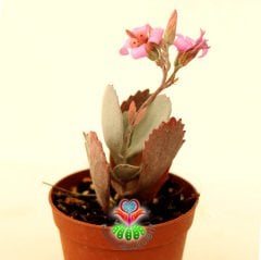 Sukulent, Kalanchoe Pumila - Beyaz Renk Yapraklı-Çok Şık Pembe Renk Çiçek Açar- 5,5 cm Saksıda