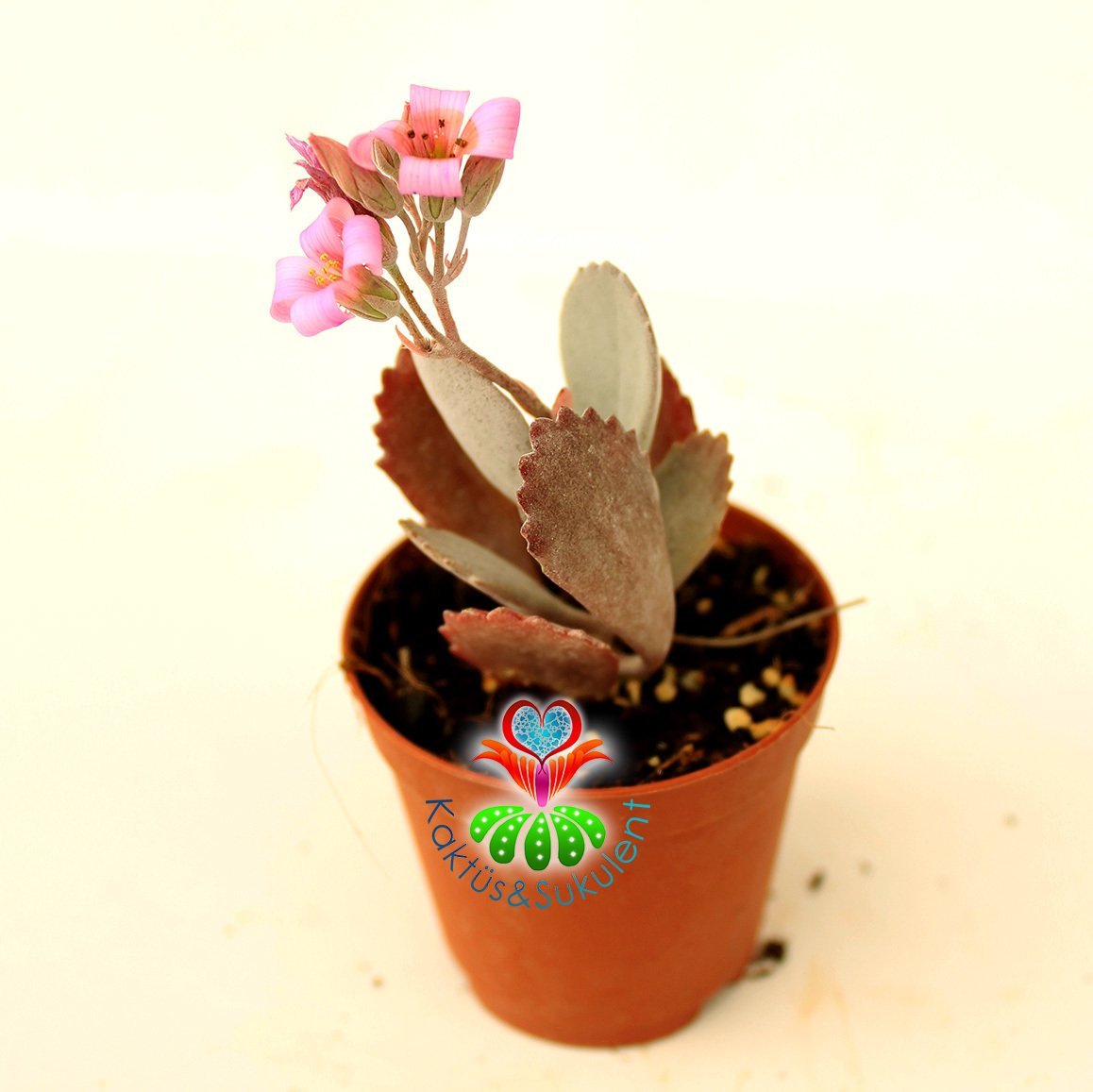 Sukulent, Kalanchoe Pumila - Beyaz Renk Yapraklı-Çok Şık Pembe Renk Çiçek Açar- 5,5 cm Saksıda