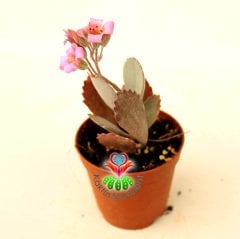 Sukulent, Kalanchoe Pumila - Beyaz Renk Yapraklı-Çok Şık Pembe Renk Çiçek Açar- 5,5 cm Saksıda