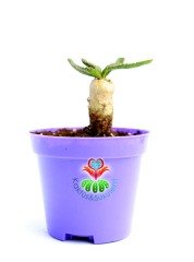 Euphorbia Stellata-Çok Nadir Tür Caudex Gövdeli Kaktüs-8 cm Saksıda
