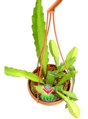 Rhipsalis Occidentalis Askılı 14 cm saksılı Sarkıcı Sukulent